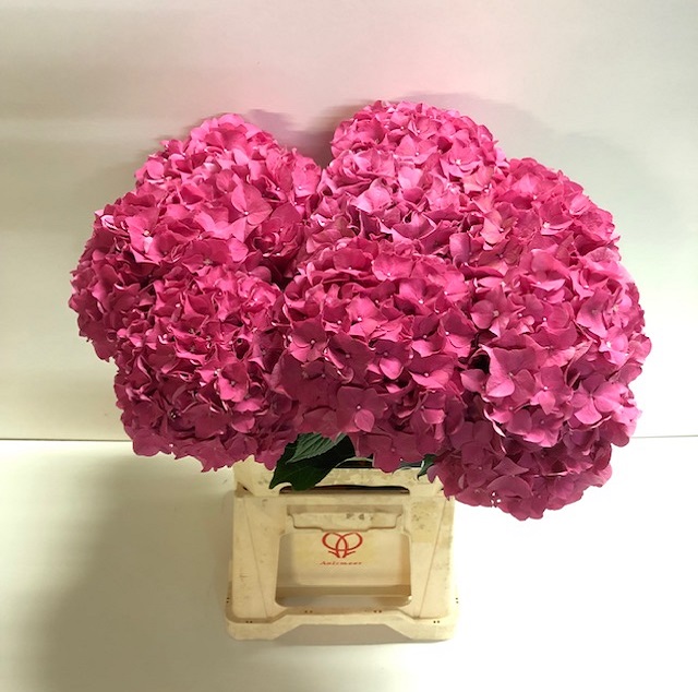 Hydrangea rodeo red.jpg